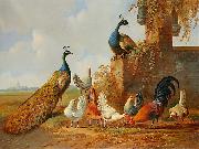 unknow artist, Peacocks and chickens